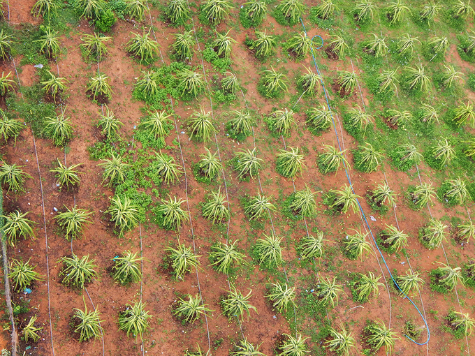 Vé ngắm Phan Thiết từ khinh khí cầu giá 7 triệu đồng
