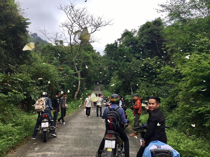 Mùa bướm trắng bay rợp trời ở Cúc Phương