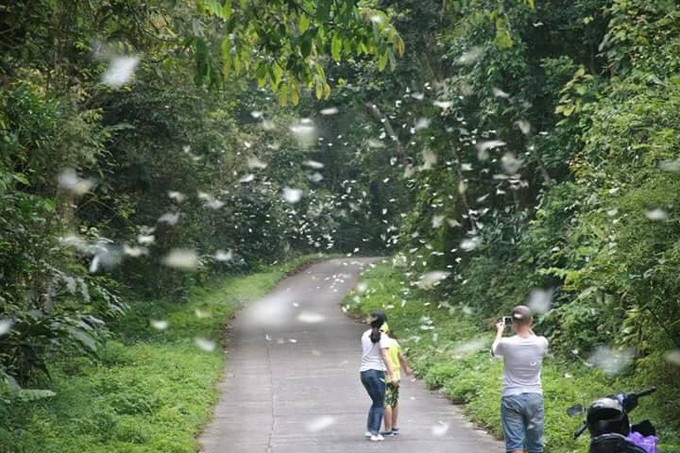 Mùa bướm trắng bay rợp trời ở Cúc Phương