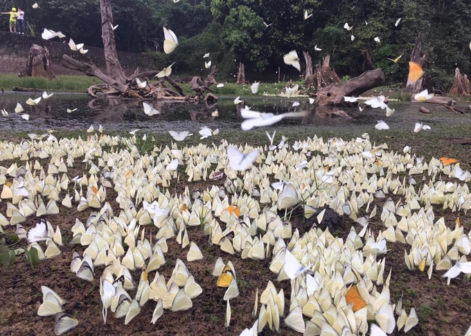 Mùa bướm trắng bay rợp trời ở Cúc Phương