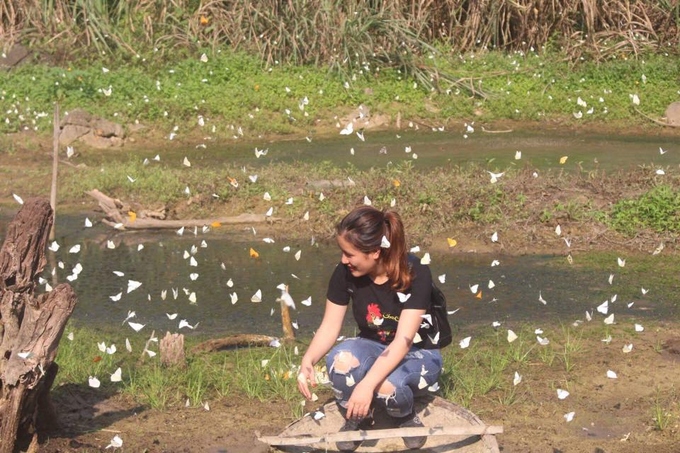 Mùa bướm trắng bay rợp trời ở Cúc Phương