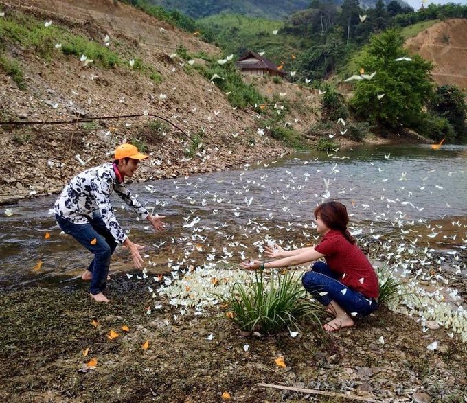 Mùa bướm trắng bay rợp trời ở Cúc Phương