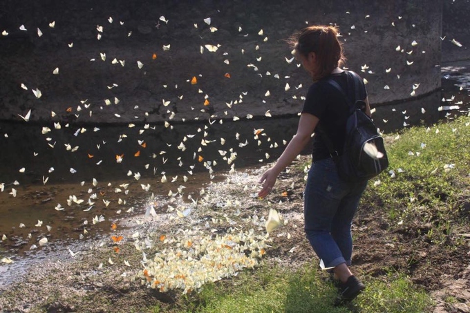 Mùa bướm trắng bay rợp trời ở Cúc Phương