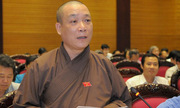 Hàng xà cừ cổ thụ ở Kim Mã sau 8 tháng bị di dời