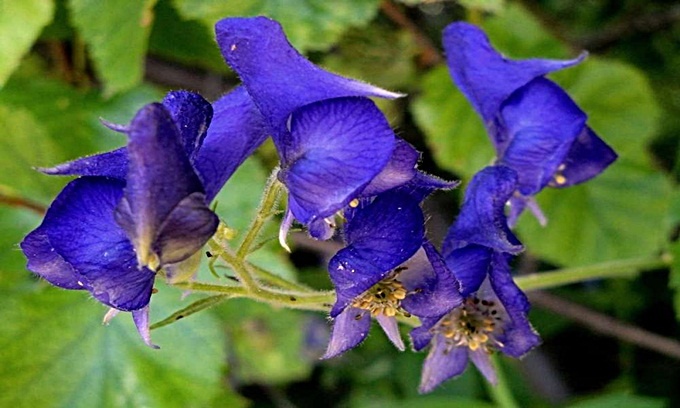 9 loài thực vật nguy hiểm nhất thế giới