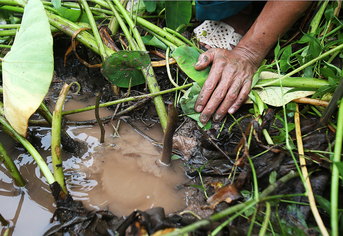 Người đàn ông 27 năm theo nghề câu lươn