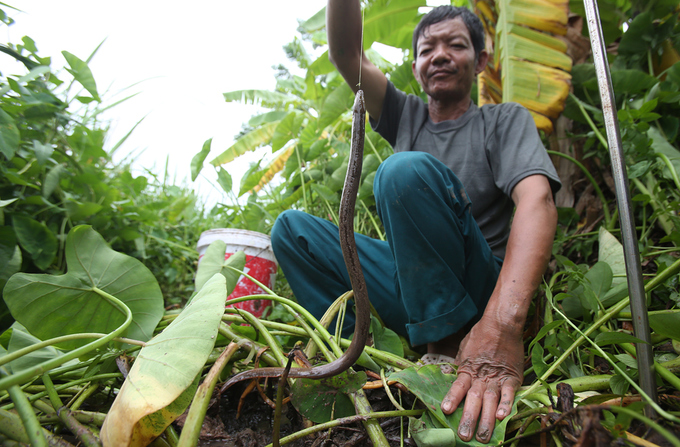 Người đàn ông 27 năm theo nghề câu lươn