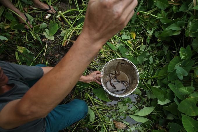 Người đàn ông 27 năm theo nghề câu lươn