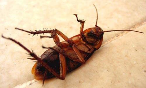 Đâu là loại cháo khác với những món còn lại?