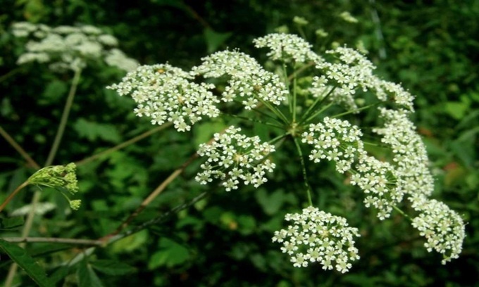 9 loài thực vật nguy hiểm nhất thế giới