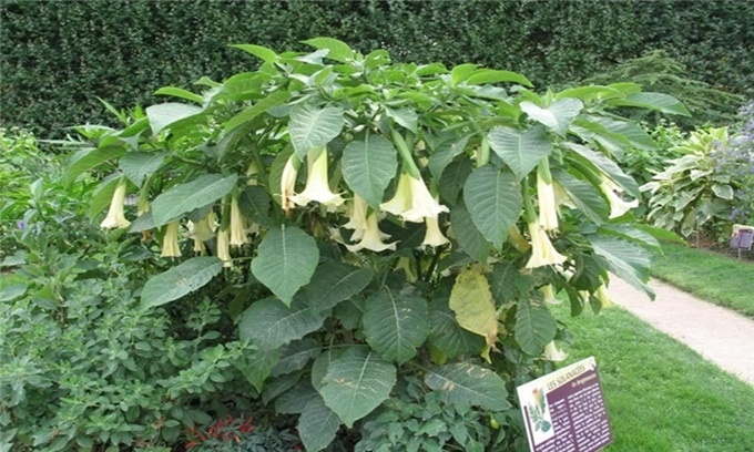 9 loài thực vật nguy hiểm nhất thế giới