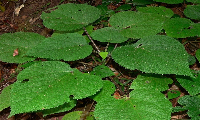 9 loài thực vật nguy hiểm nhất thế giới