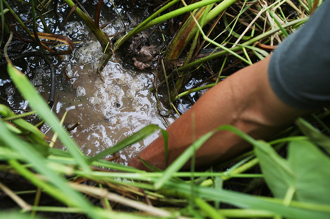 Người đàn ông 27 năm theo nghề câu lươn