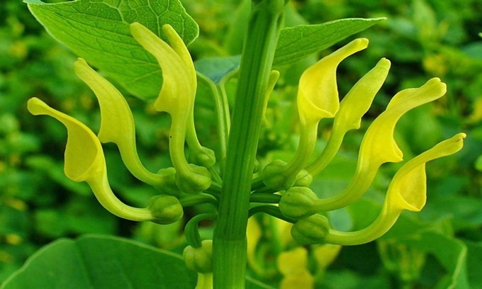 9 loài thực vật nguy hiểm nhất thế giới