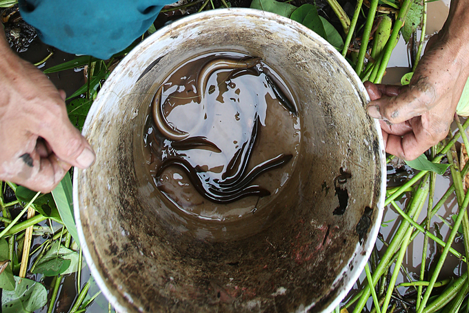 Người đàn ông 27 năm theo nghề câu lươn