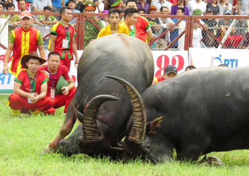 Những dấu hiệu bất thường của con trâu húc chết chủ