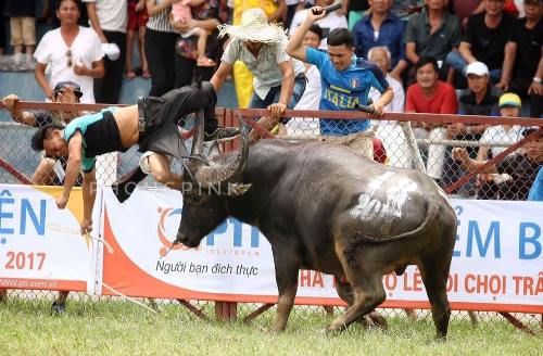 Chủ trâu chọi Đồ Sơn bị trâu húc tử vong