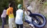 Hổ mang bành sập bẫy sau khi cắn chết 2 con gà to