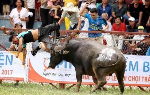 Những dấu hiệu bất thường của con trâu húc chết chủ