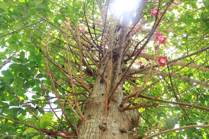 Hoa Sala khoe sắc đỏ trong ngôi chùa hơn 400 trăm tuổi