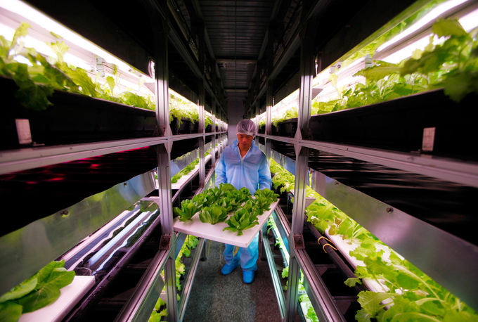 Những nhà máy thực phẩm khổng lồ của Trung Quốc