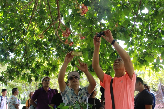 Hoa Sala khoe sắc đỏ trong ngôi chùa hơn 400 trăm tuổi