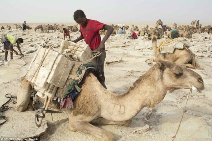 Cuộc sống ở nơi nhiệt kế thường xuyên chỉ 50 độ C