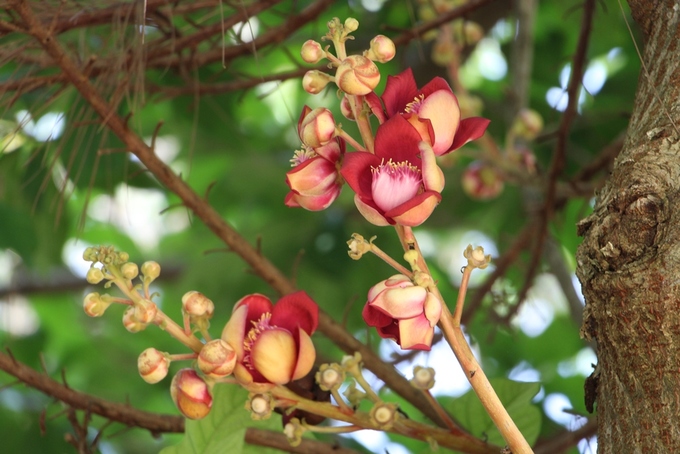 Hoa Sala khoe sắc đỏ trong ngôi chùa hơn 400 trăm tuổi