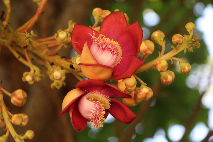 Hoa Sala khoe sắc đỏ trong ngôi chùa hơn 400 trăm tuổi