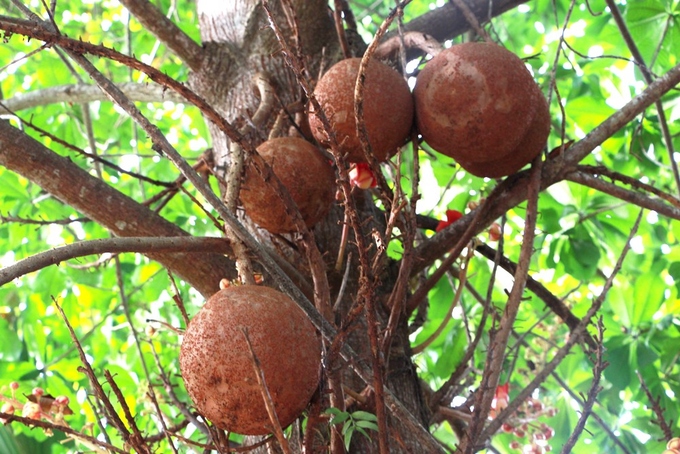 Hoa Sala khoe sắc đỏ trong ngôi chùa hơn 400 trăm tuổi