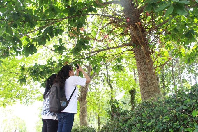 Hoa Sala khoe sắc đỏ trong ngôi chùa hơn 400 trăm tuổi