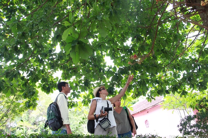 Hoa Sala khoe sắc đỏ trong ngôi chùa hơn 400 trăm tuổi