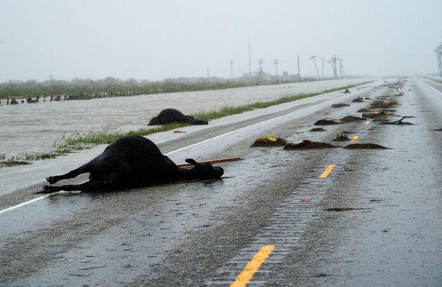 Mỹ: Texas hứng bão mạnh nhất trong hơn 50 năm, 1 người chết
