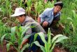 nong-dan-trieu-tien-1502855472769