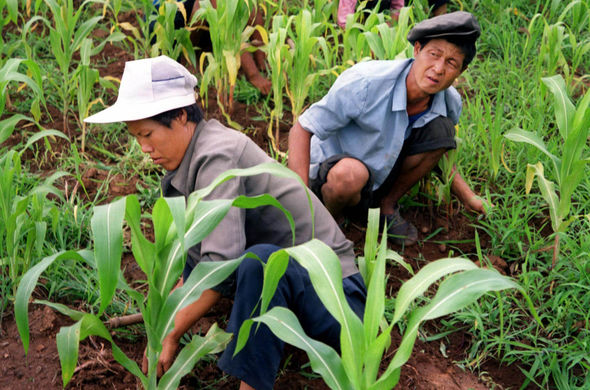 Liên Hợp Quốc cứu trợ gần 6 triệu USD cho Triều Tiên sau đại hạn