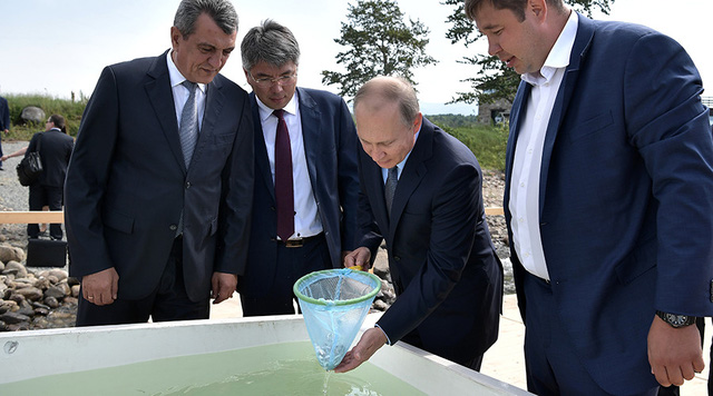Ông Putin không ngại ướt giày, thả 50.000 con cá xuống hồ Baikal